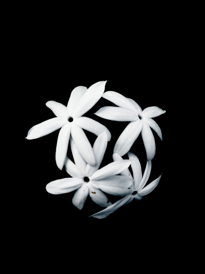 Fleurs de jasmin blanc sur fond noir, l'idée de senteur à ramener quand on est invité à dîner